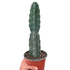 Succulent Cereus Cuddly Cactus - Ethereal Company-