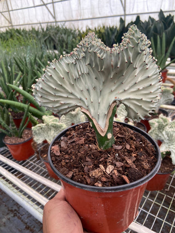 Succulent Euphorbia Lactea Ghost - Ethereal Company