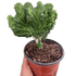 Succulent Euphorbia Lactea Mermaid Tail - Ethereal Company-