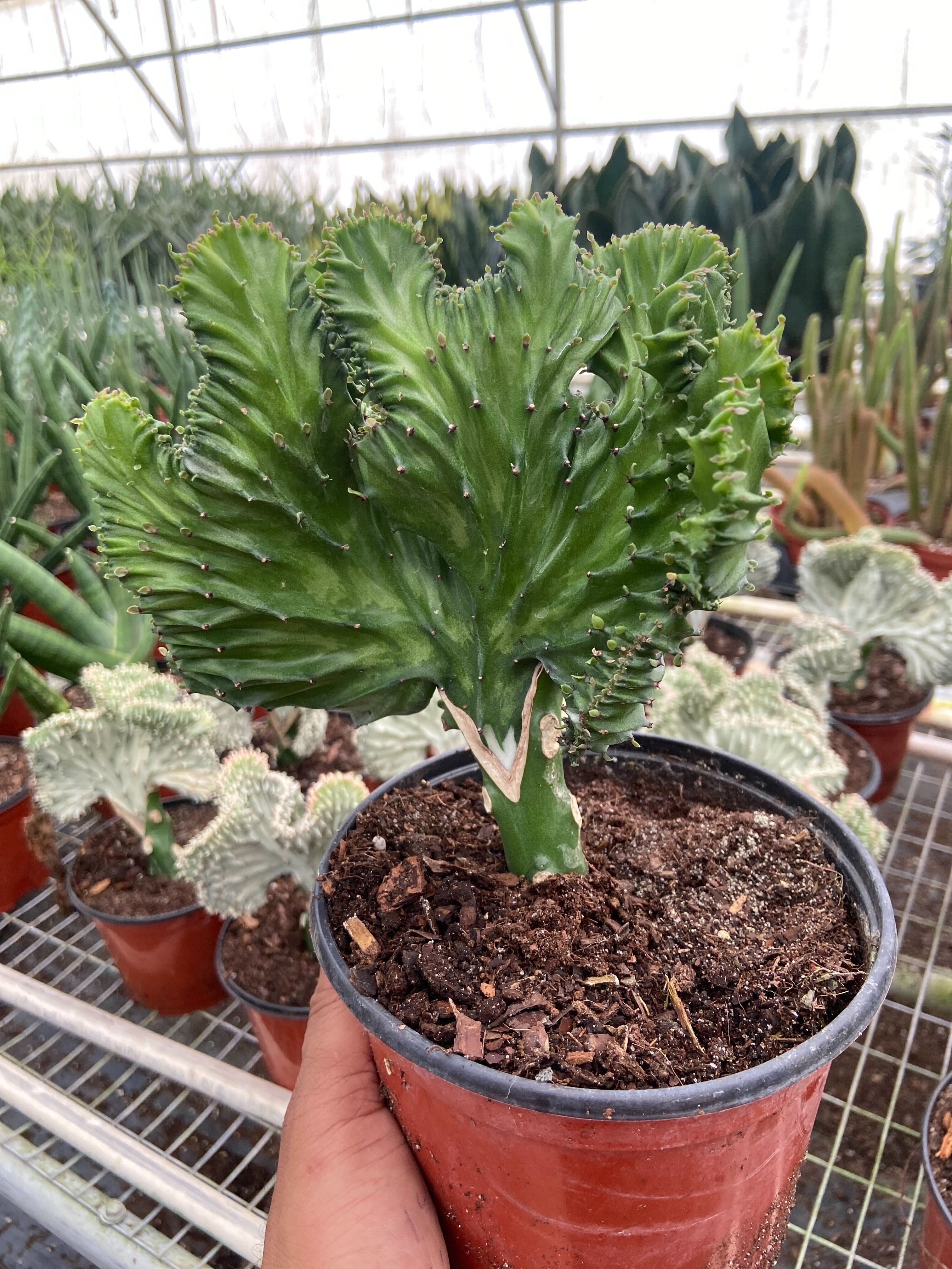 Succulent Euphorbia Lactea Mermaid Tail - Ethereal Company-