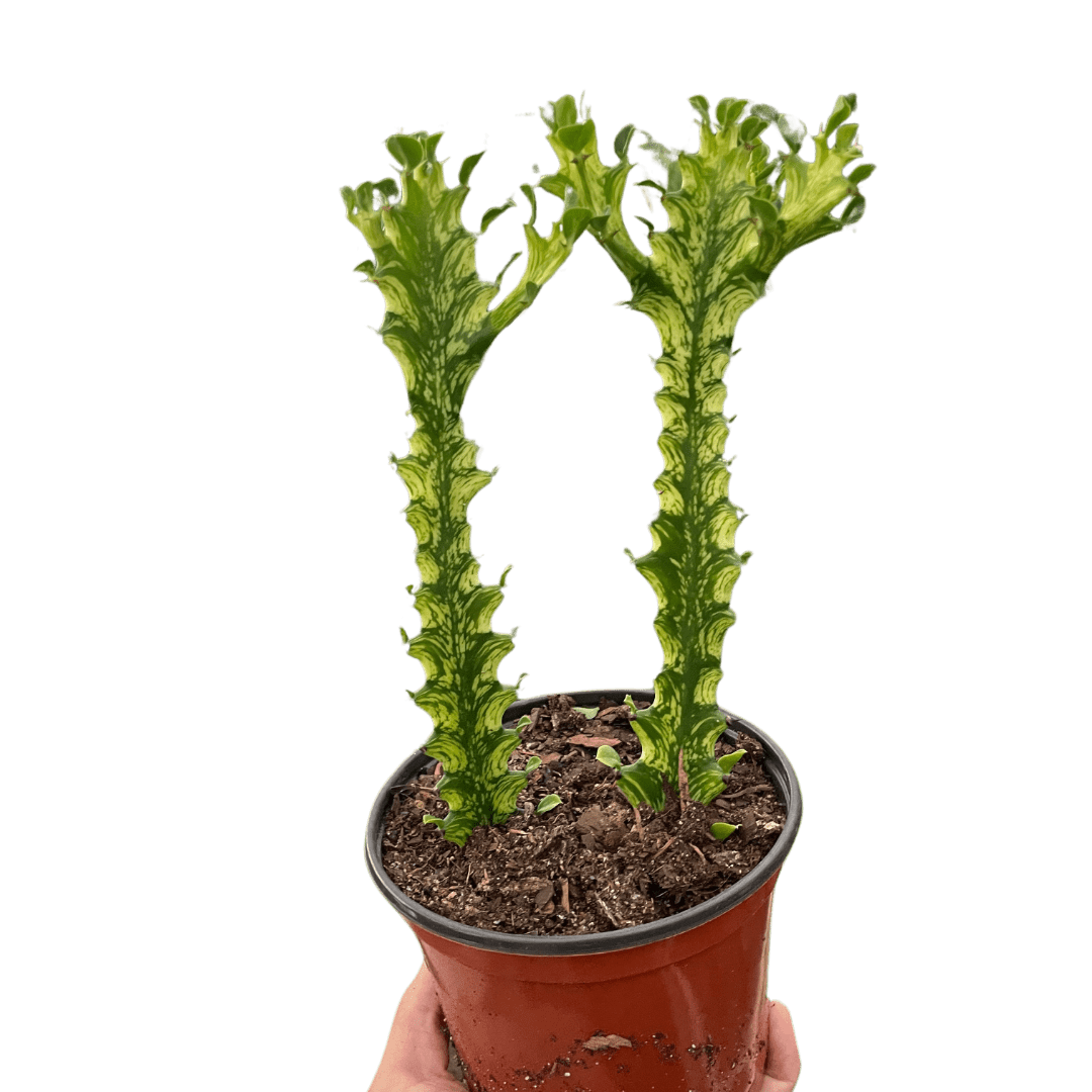 Euphorbia &