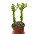 Euphorbia &