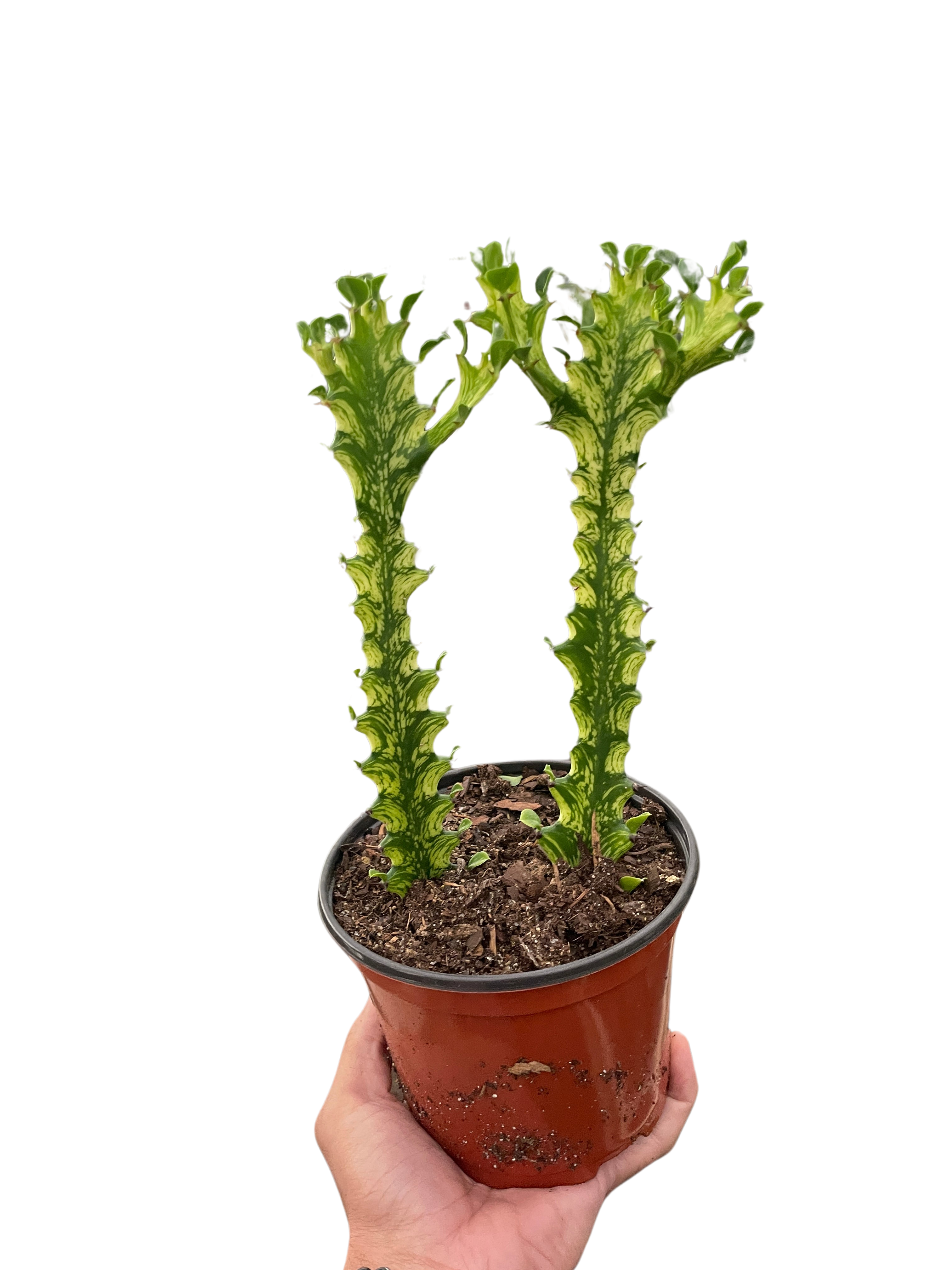 Euphorbia &