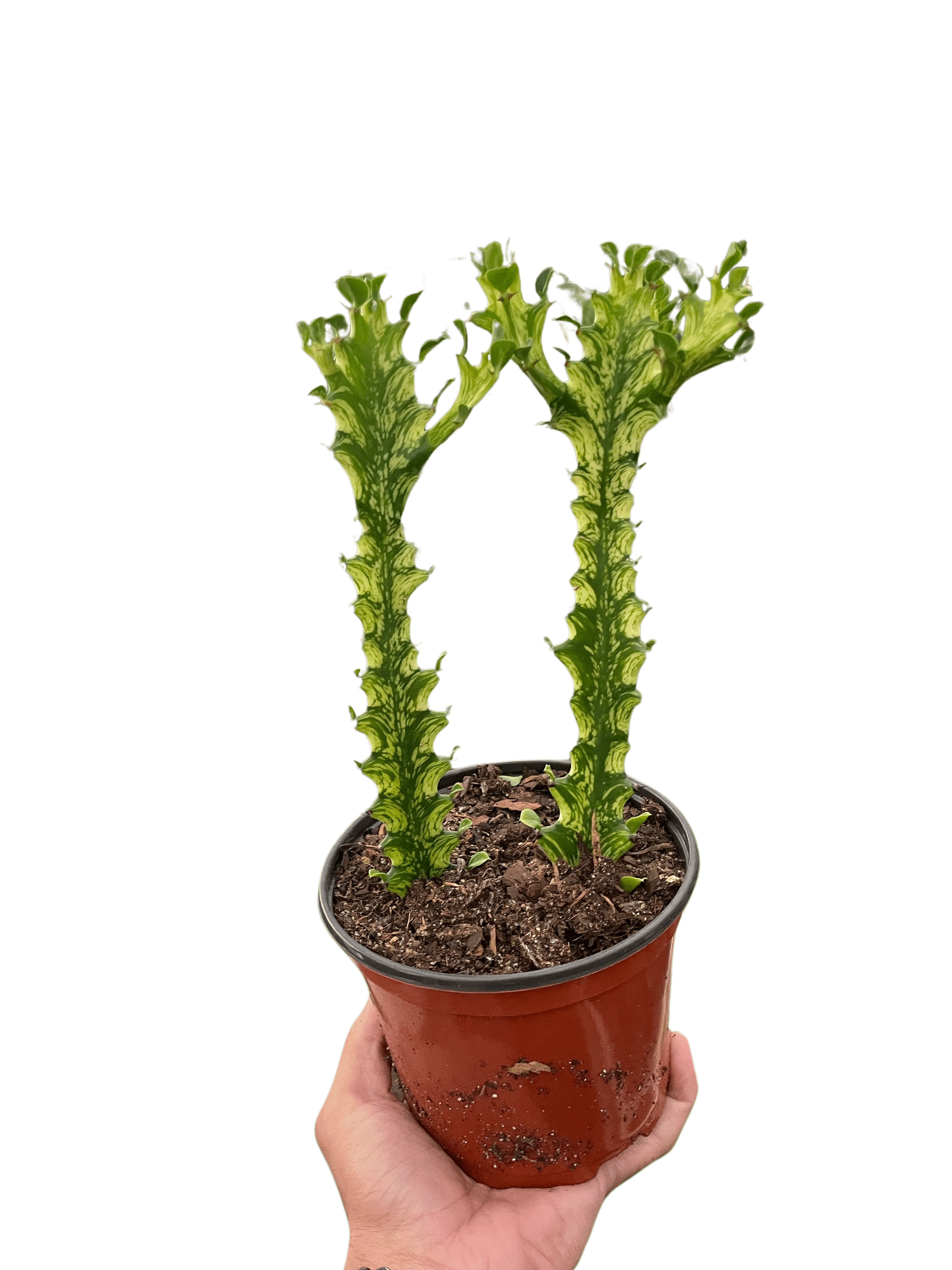 Euphorbia &
