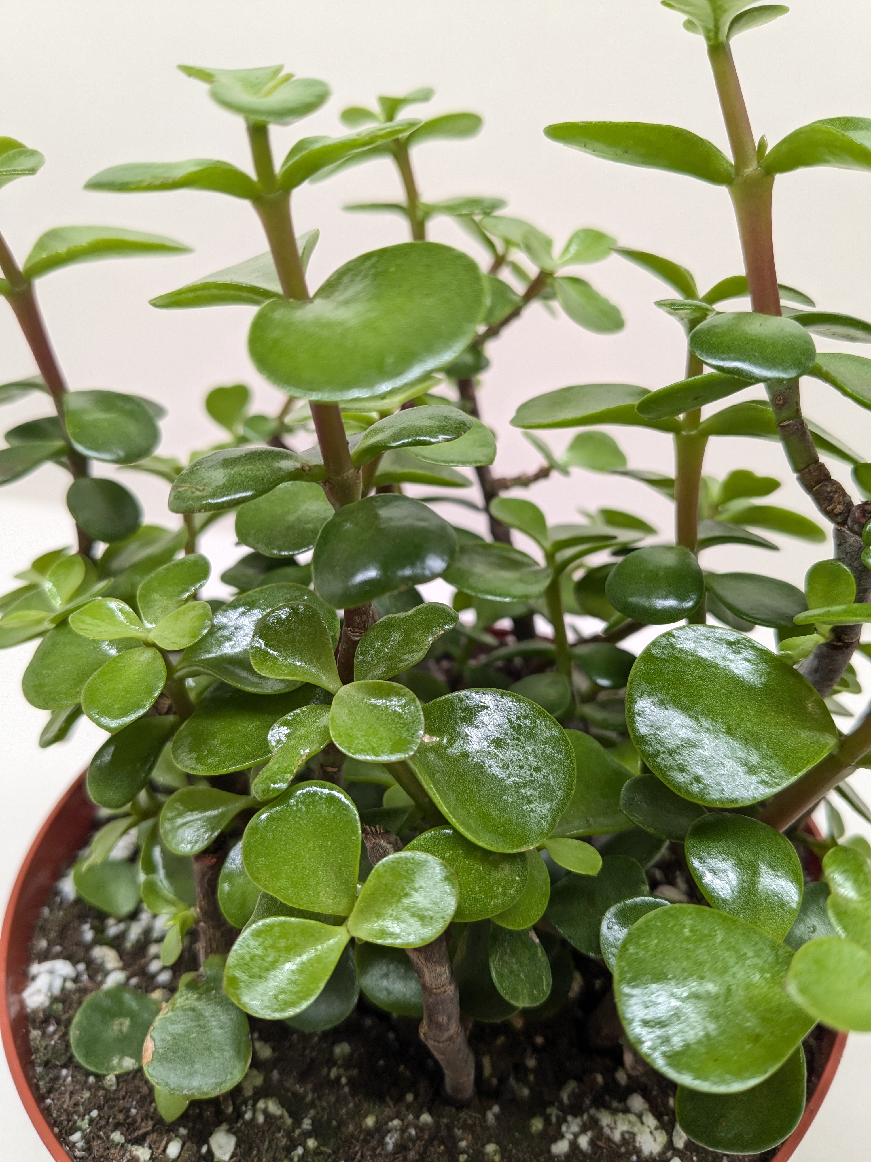 Succulent &