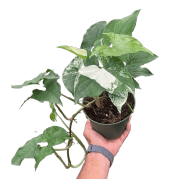Syngonium &