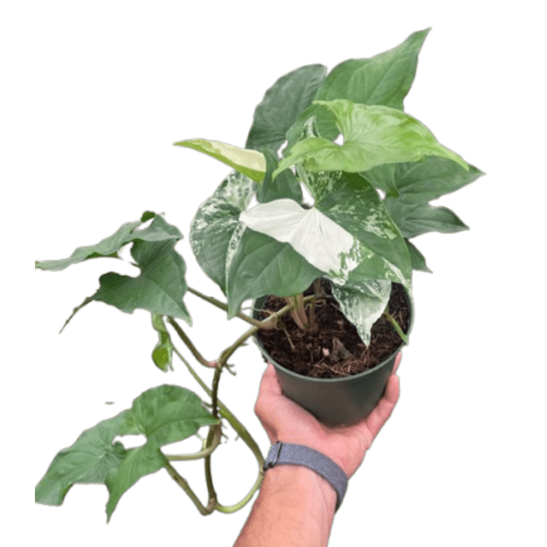 Syngonium &
