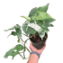 Syngonium &