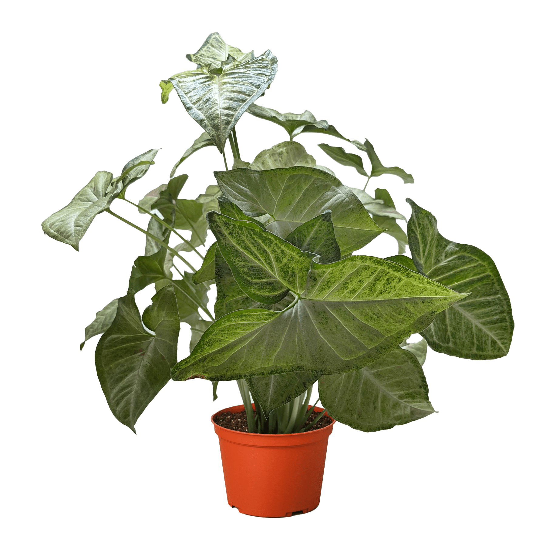 Syngonium &