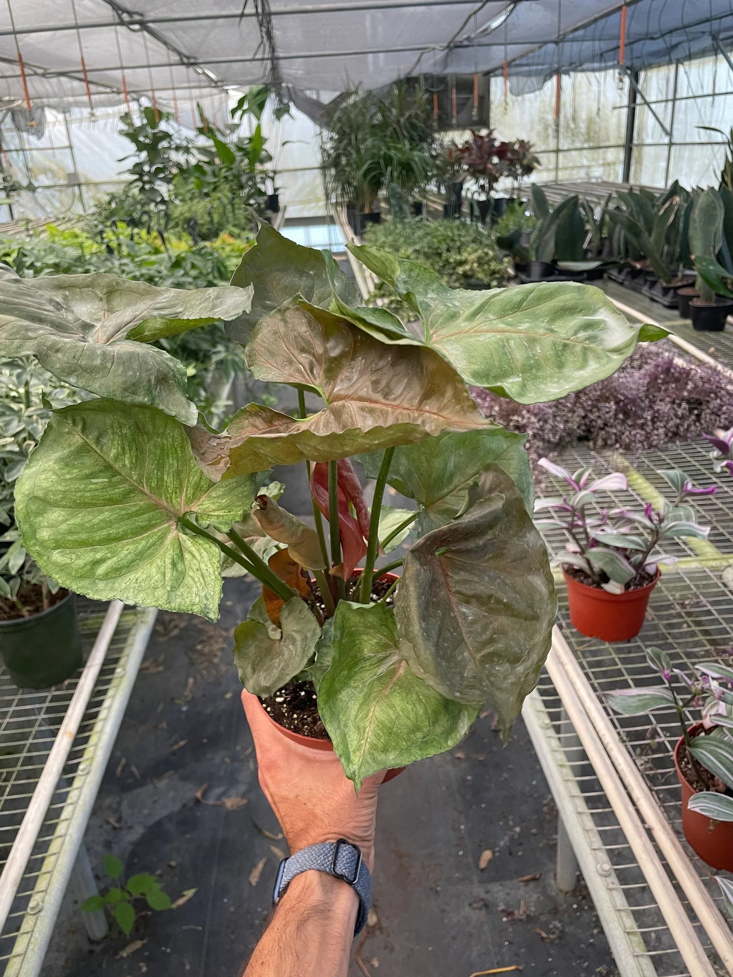 Syngonium Merry - Ethereal Company4" Plant
