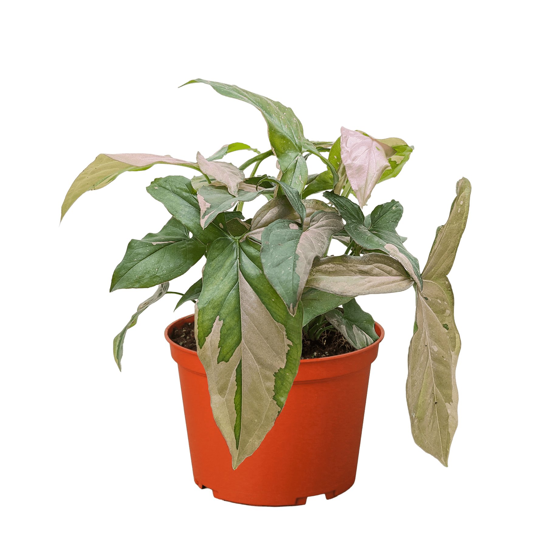 Syngonium &