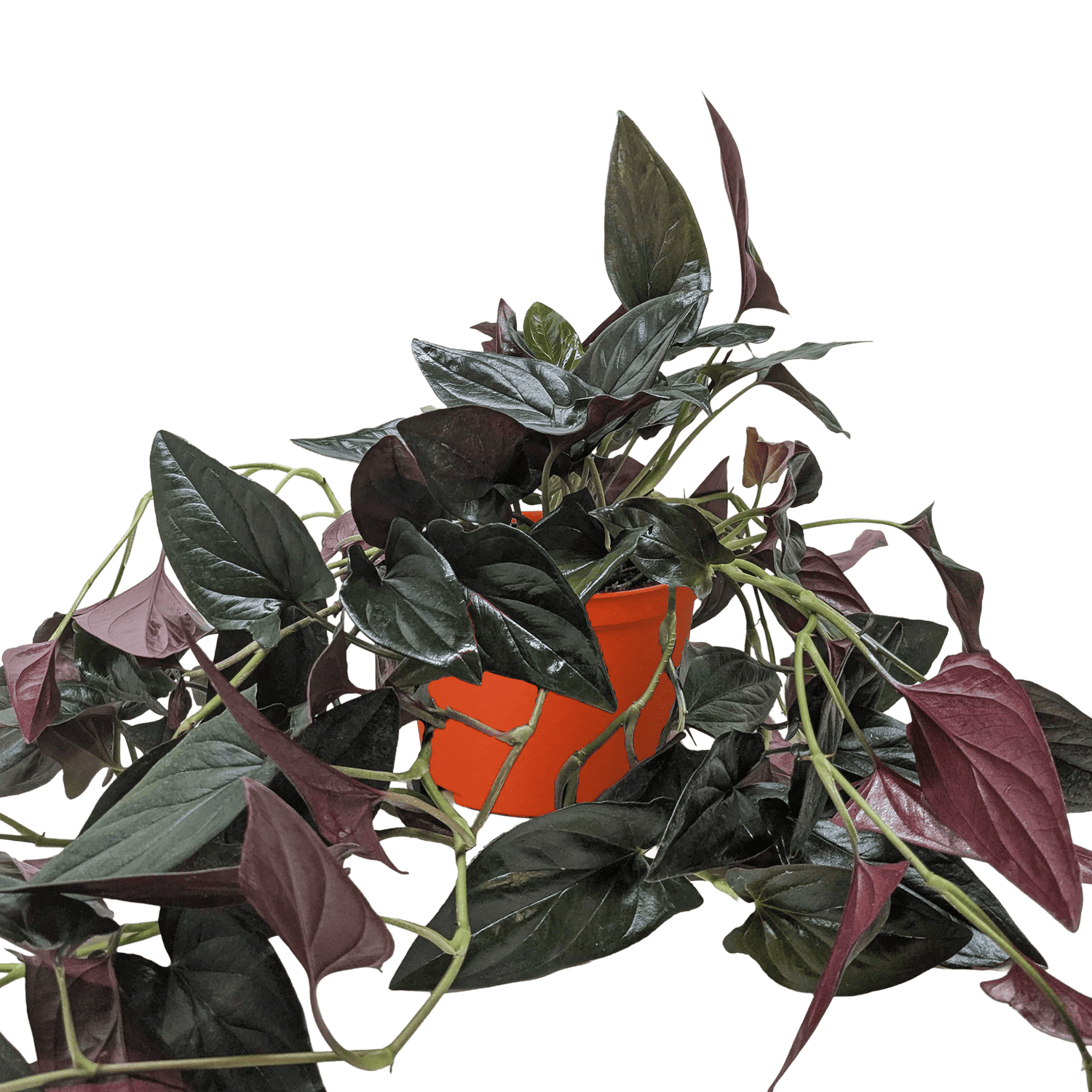 Syngonium &