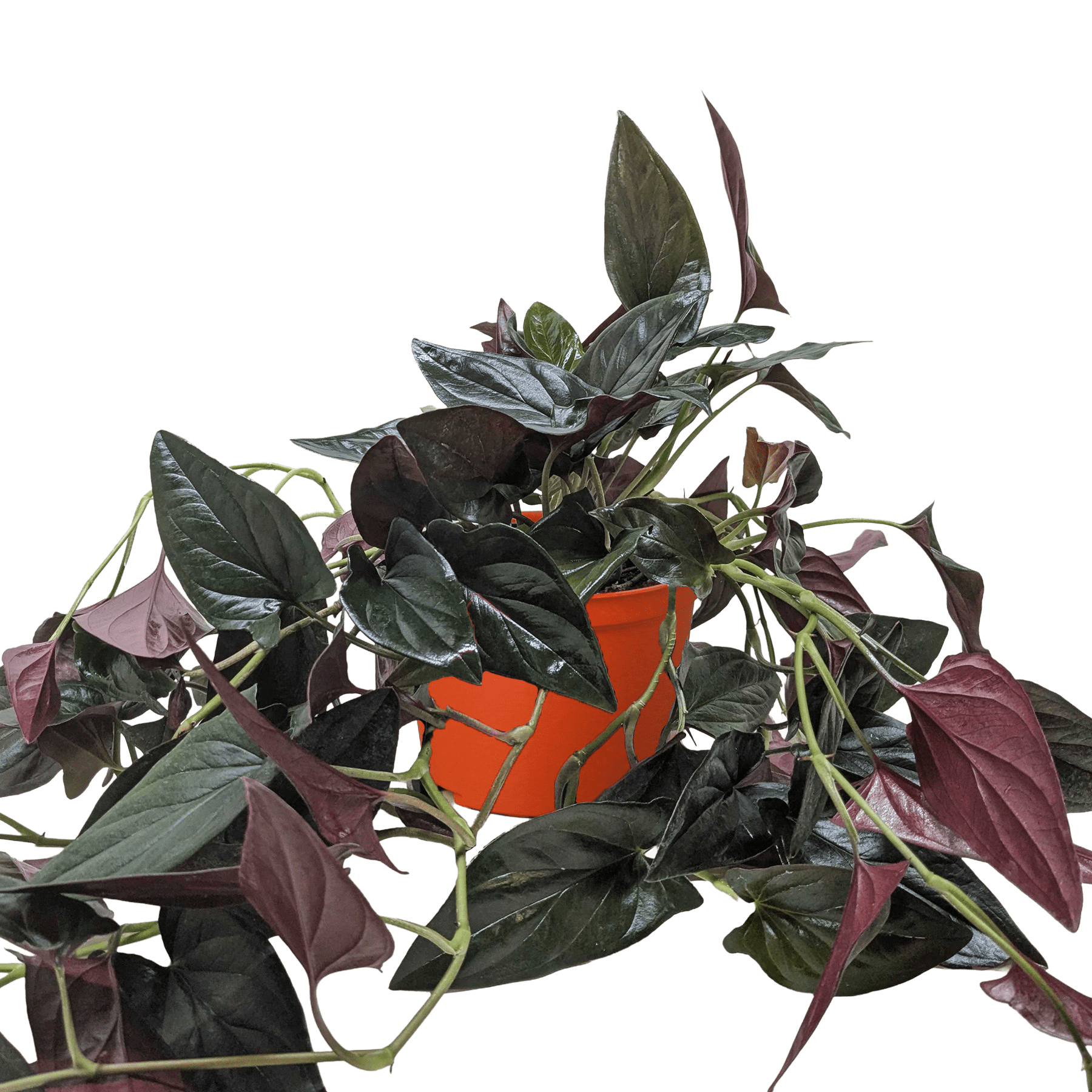 Syngonium &