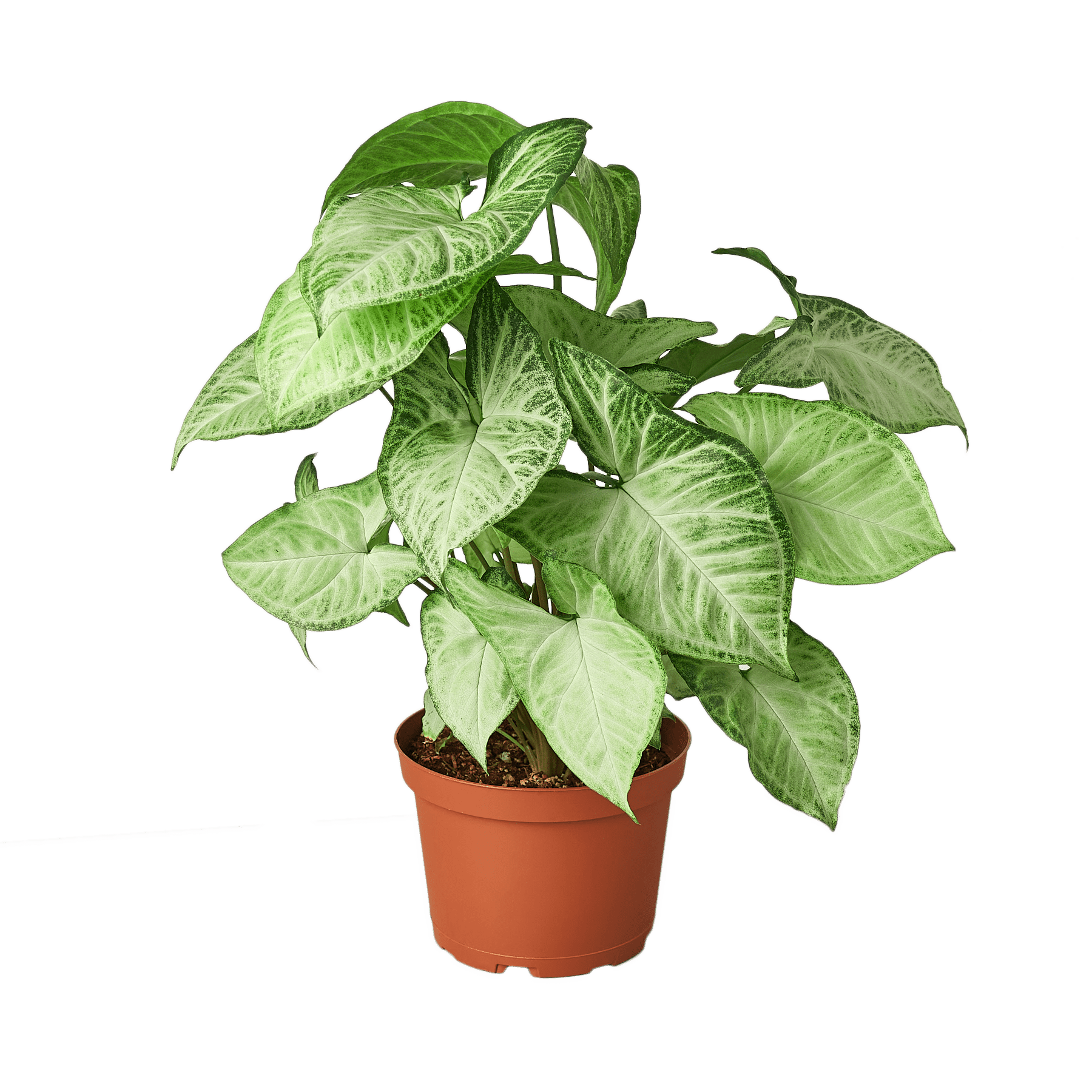 Syngonium White Butterfly - Ethereal Company-4" Plant