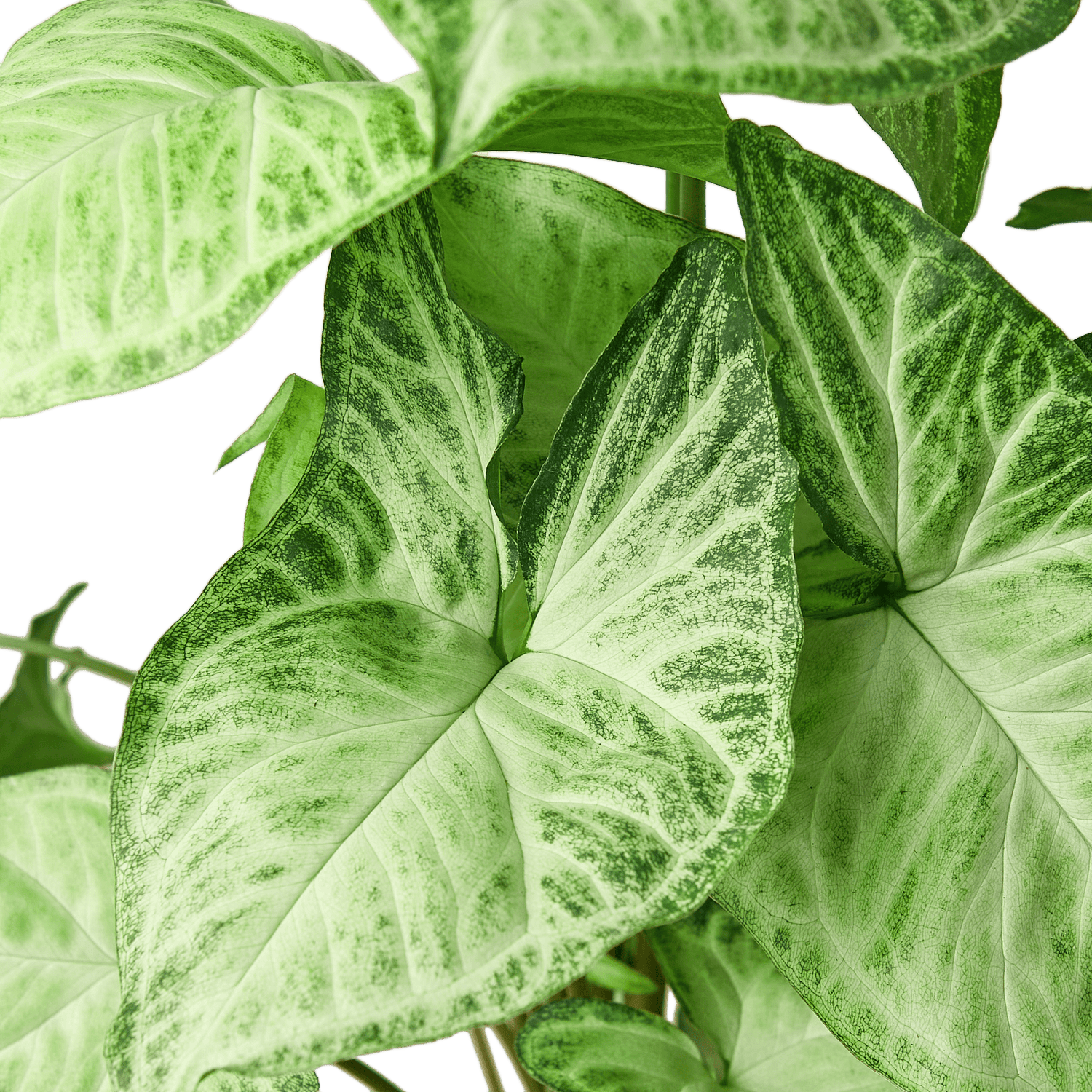 Syngonium White Butterfly - Ethereal Company-4" Plant
