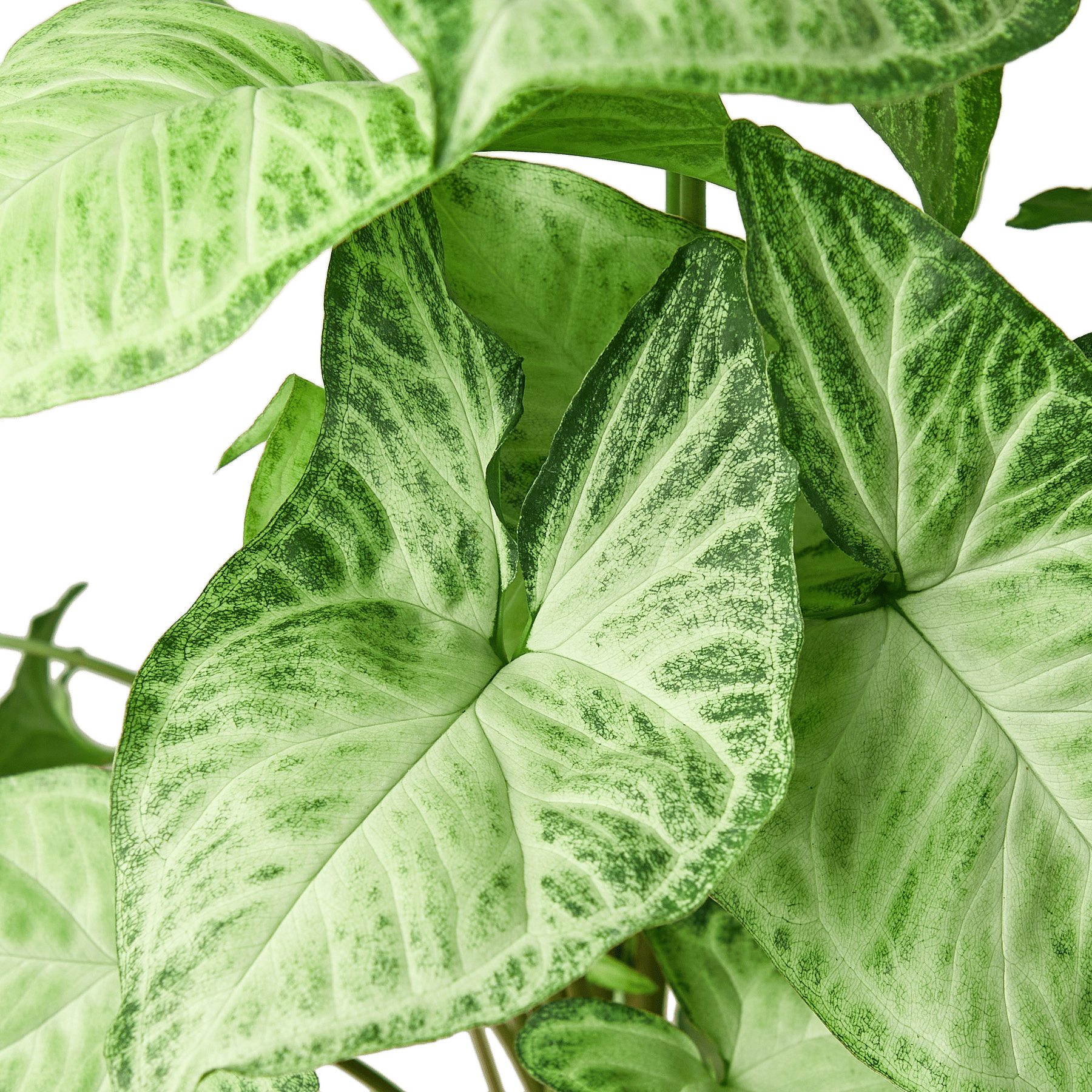 Syngonium White Butterfly - Ethereal Company-4" Plant
