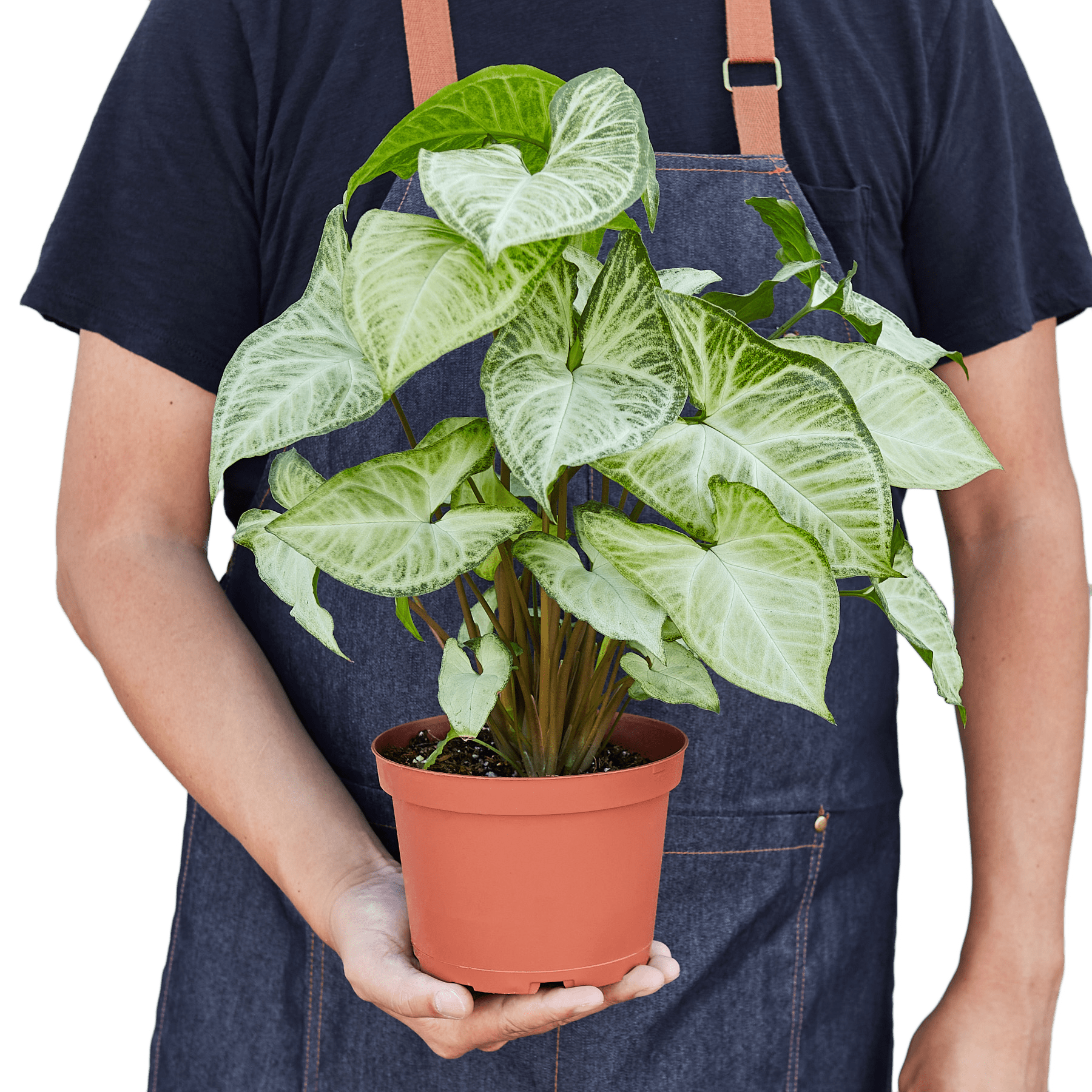 Syngonium White Butterfly - Ethereal Company-4" Plant