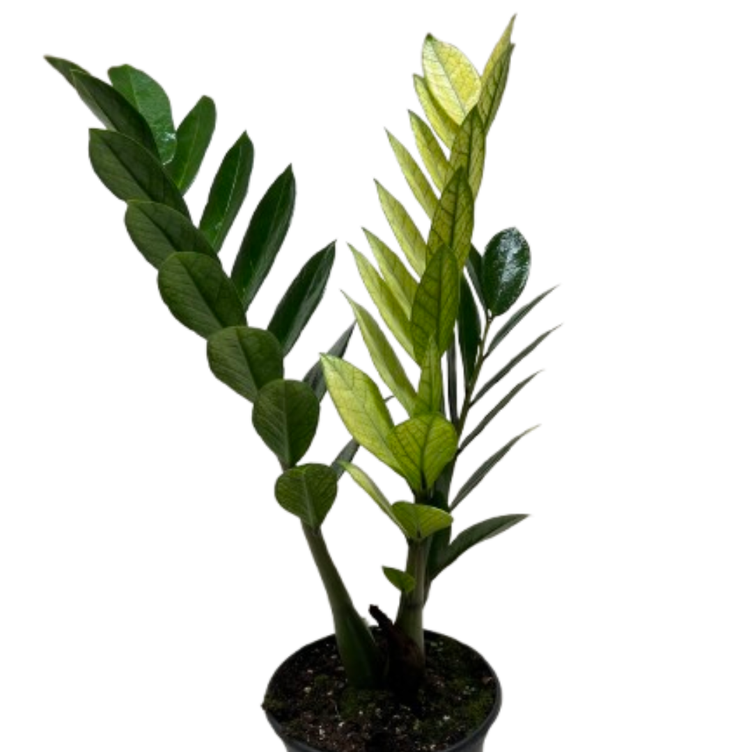 Zamioculcas &