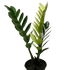 Zamioculcas &