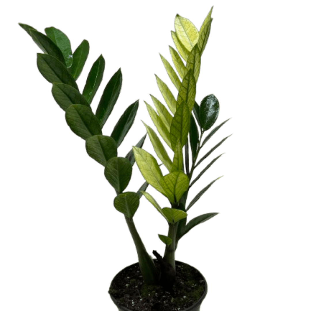 Zamioculcas &