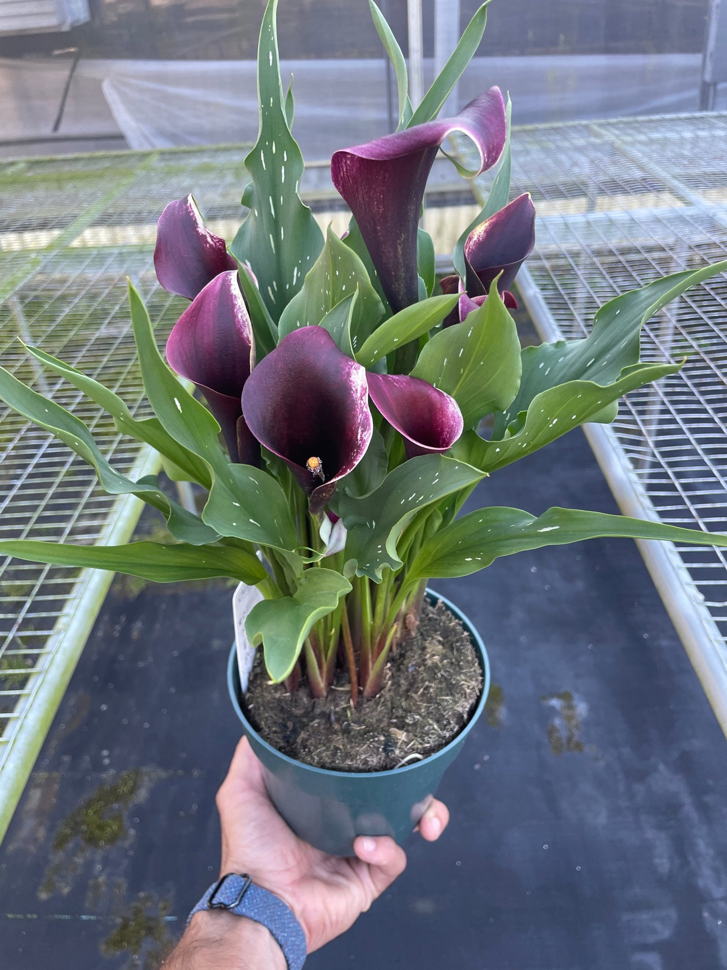 Calla Lily - Ethereal Company-6" Plant (2pk/$4.5) ($15 Ship/63oz)