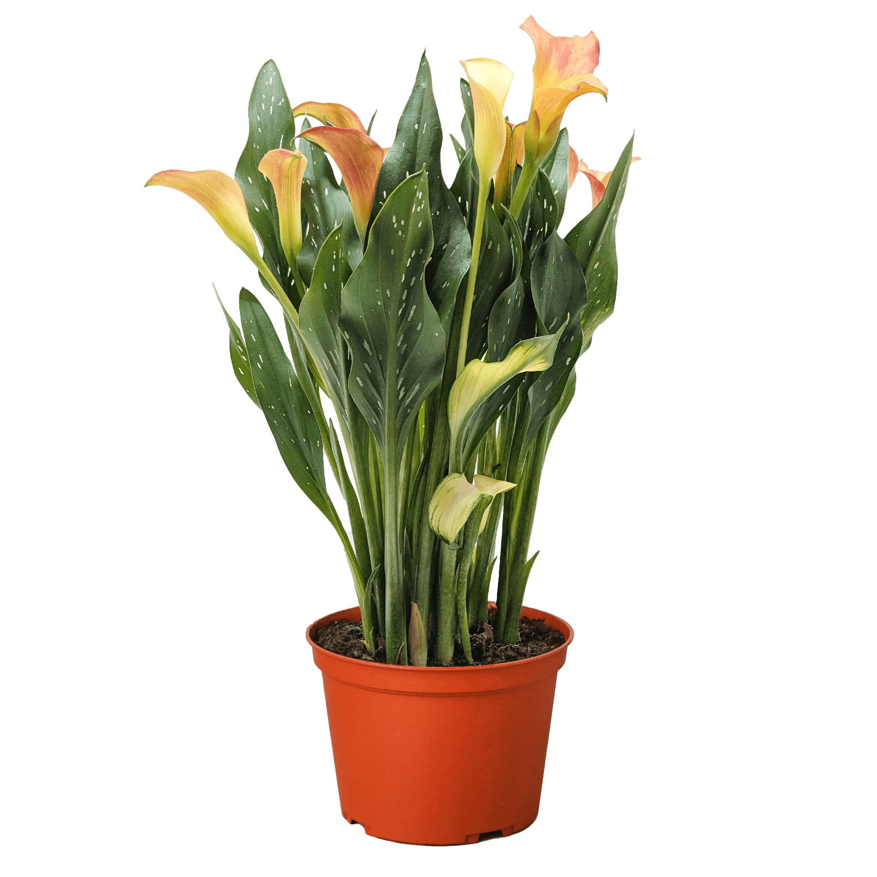 Calla Lily - Ethereal Company-6" Plant (2pk/$4.5) ($15 Ship/63oz)
