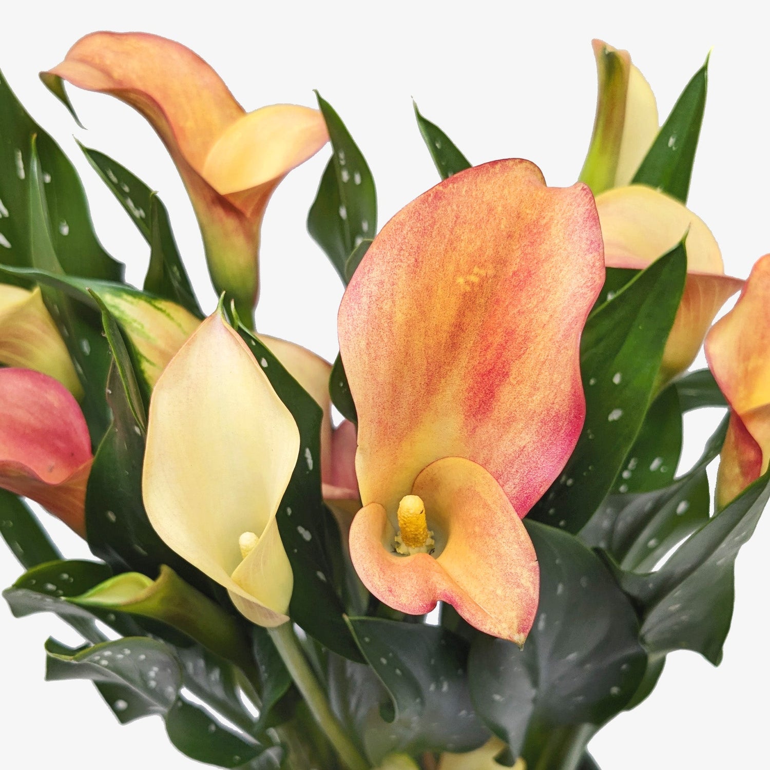 Calla Lily - Ethereal Company-6" Plant (2pk/$4.5) ($15 Ship/63oz)