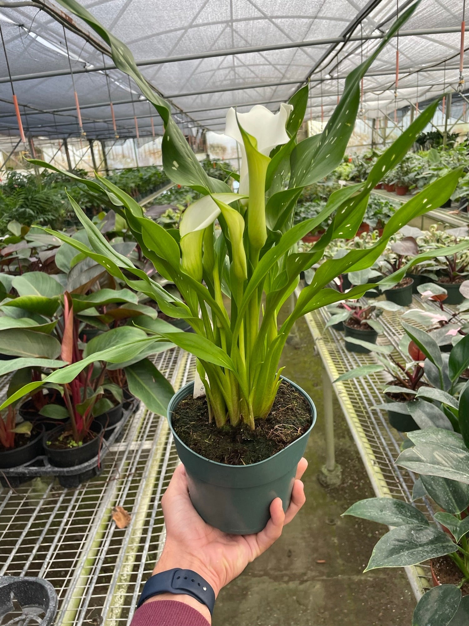 Calla Lily - Ethereal Company-6" Plant (2pk/$4.5) ($15 Ship/63oz)