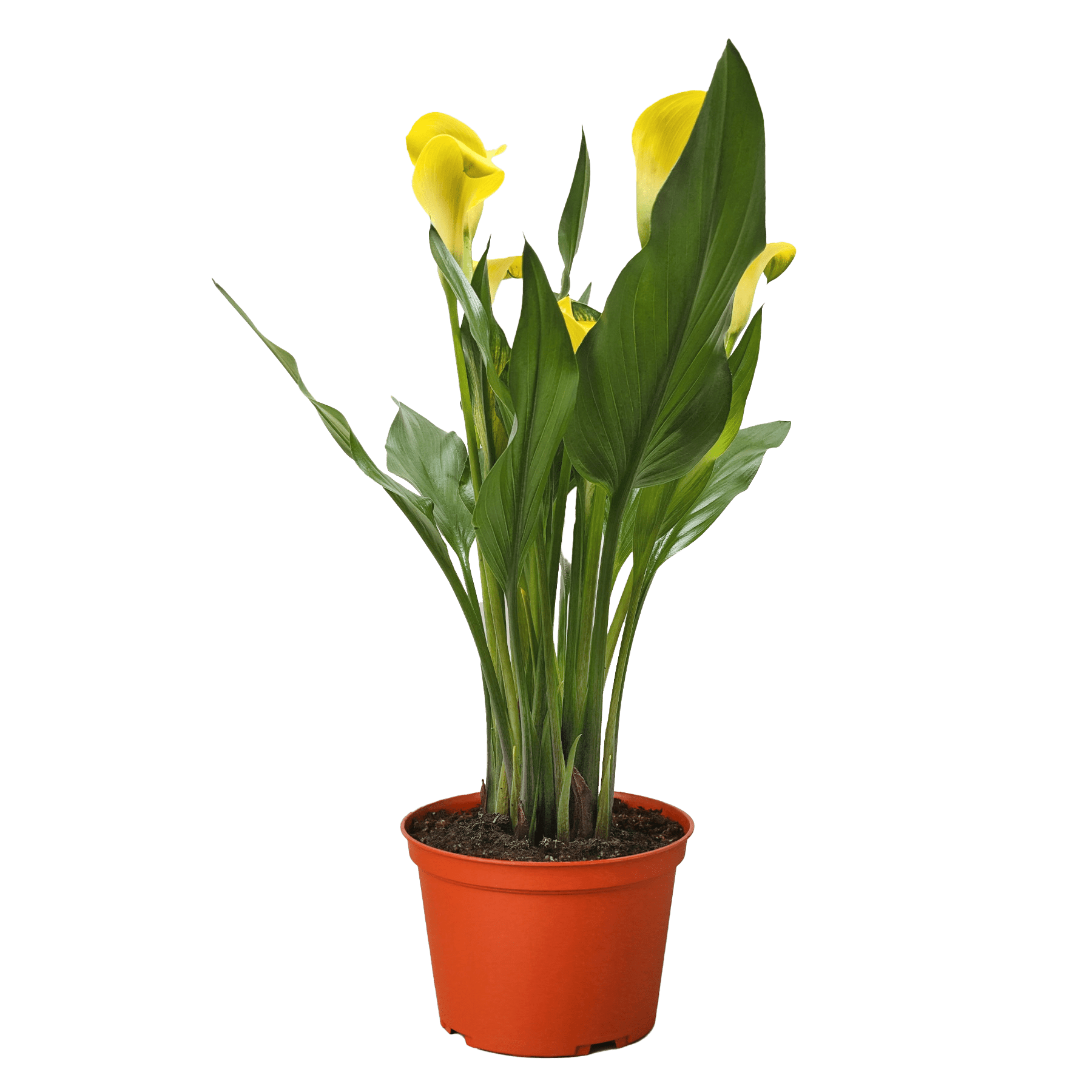 Calla Lily - Ethereal Company-6" Plant (2pk/$4.5) ($15 Ship/63oz)