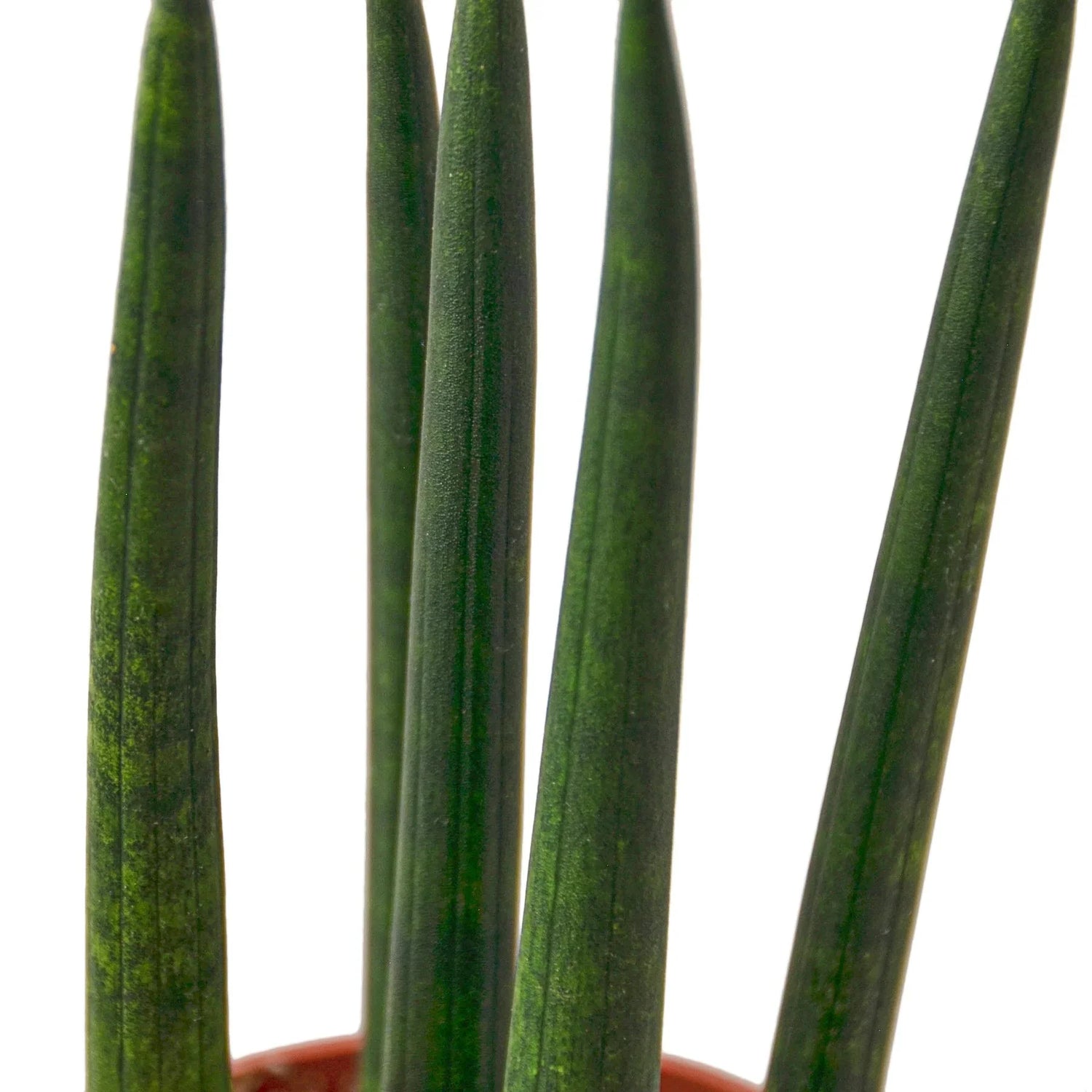 Snake Plant Cylindrica - Ethereal Company-4" Plant