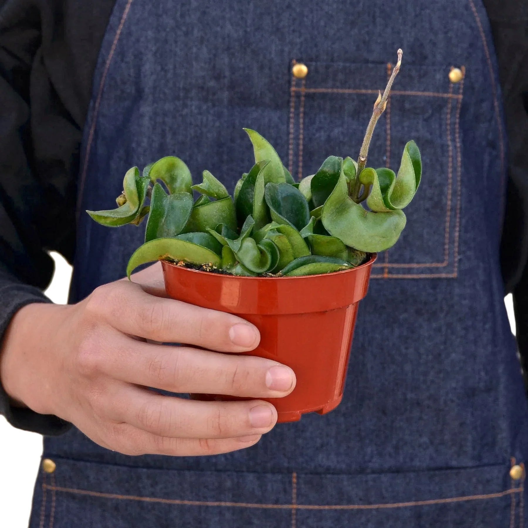 Hoya Rope Plant - Ethereal Company-4" Plant