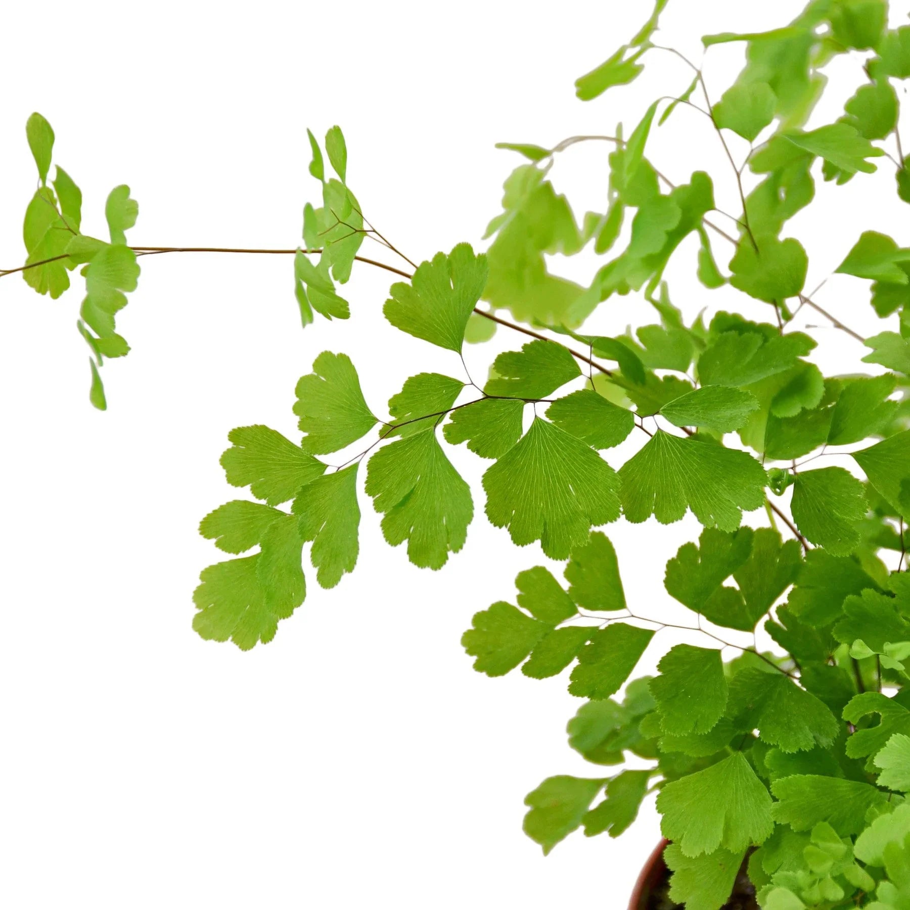 Maidenhair Fern - Ethereal Company-Indoor Plants