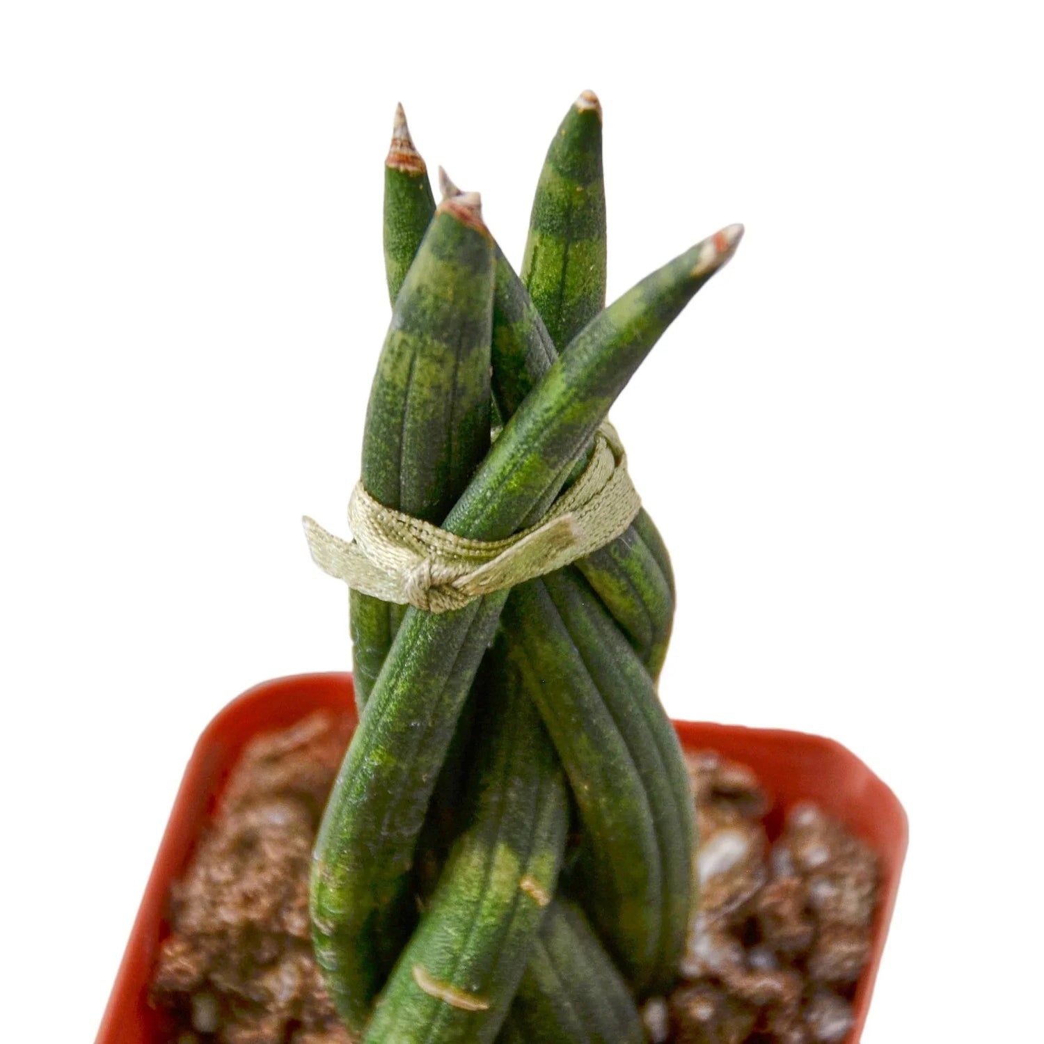 Snake Plant Braided - Ethereal Company4" Plant