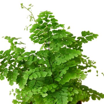 Maidenhair Fern - Ethereal Company-Indoor Plants