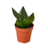 Snake Plant Jade - Ethereal Company-Indoor Plants