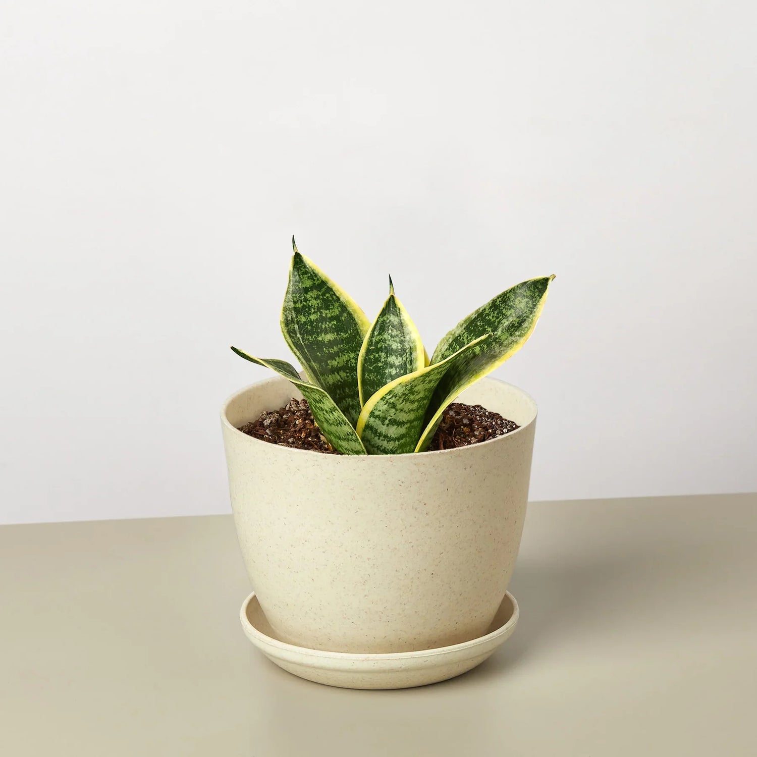Snake Plant Laurentii Dwarf - Ethereal Company-Indoor Plants