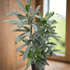 Aralia &