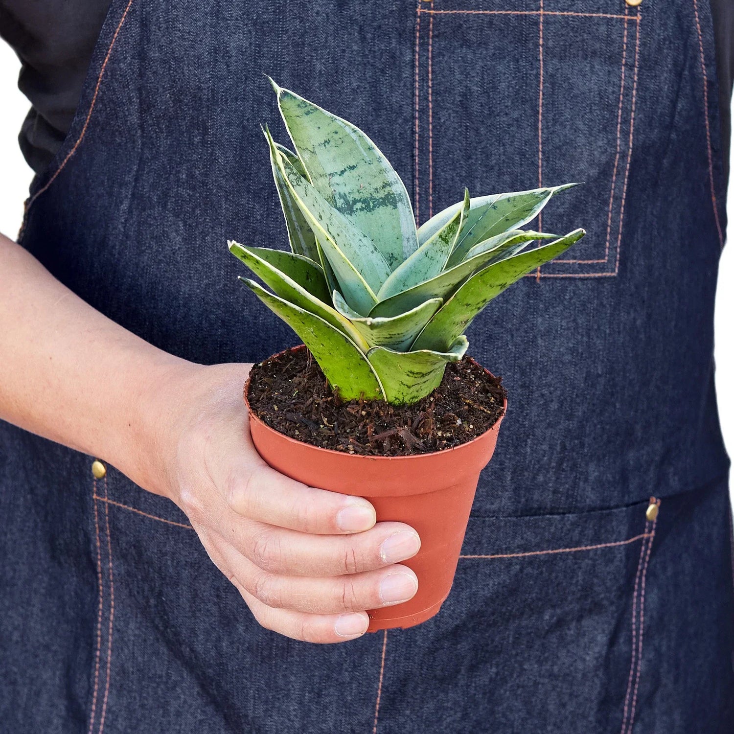 Snake Plant Starlight - Ethereal Company-Indoor Plants