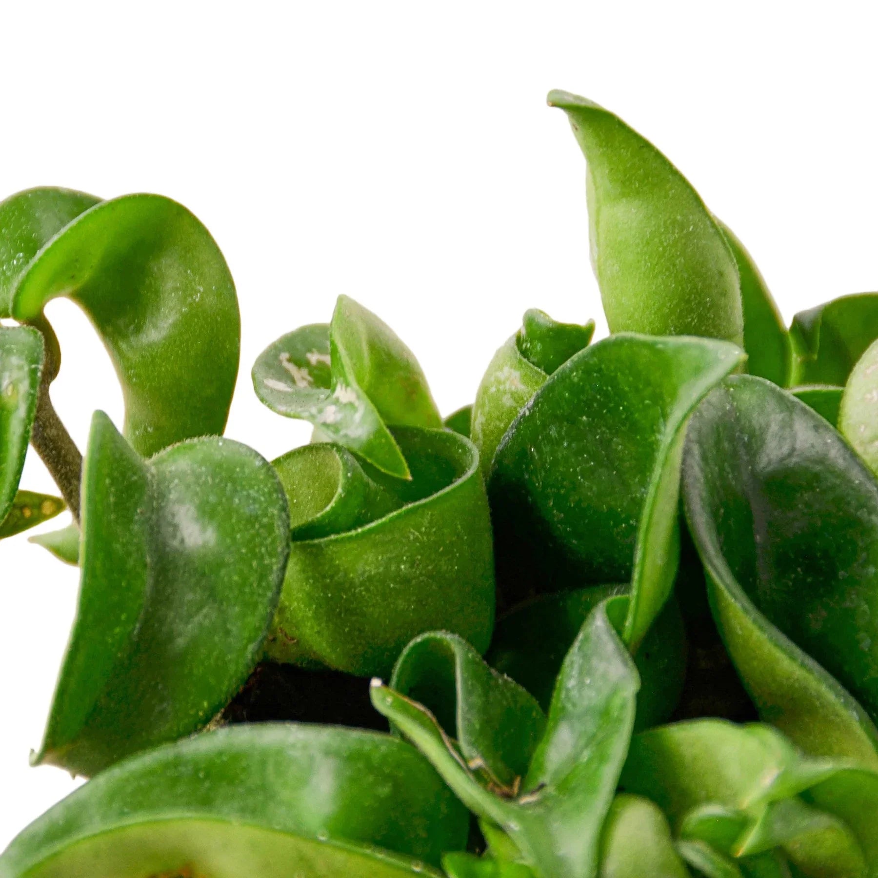 Hoya Rope Plant - Ethereal Company-4" Plant