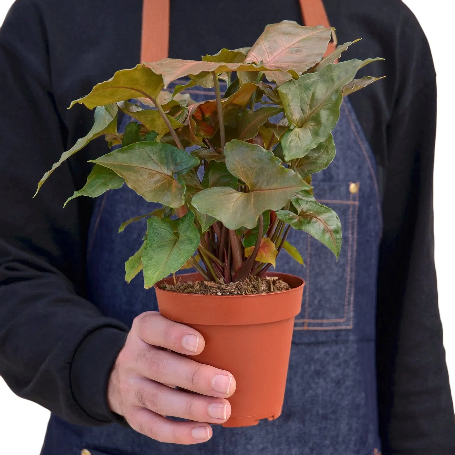 Syngonium Merry - Ethereal Company4" Plant