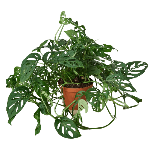 Monstera Adansonii &