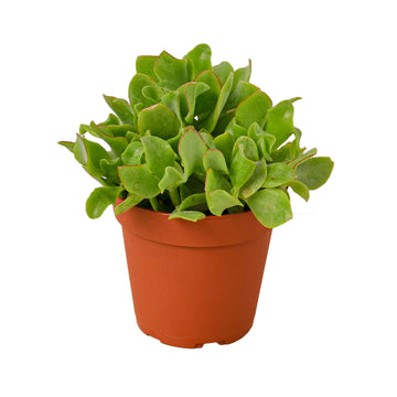 Ripple Jade Succulent - Ethereal Company-Succulent