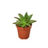 Lipstick Echeveria - Ethereal Company-Succulent
