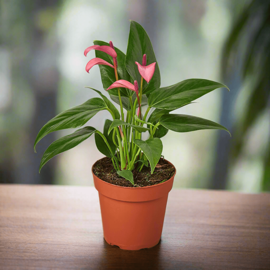 purple anthurium Anthurium 'Purple' 4" Pot
