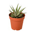 Zebra Succulent - Ethereal Company-Succulent