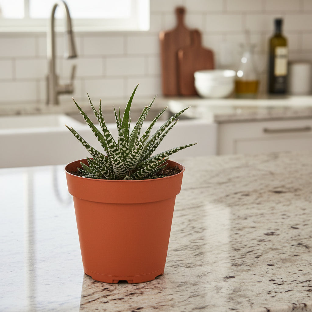 Zebra Succulent - Ethereal Company-Succulent