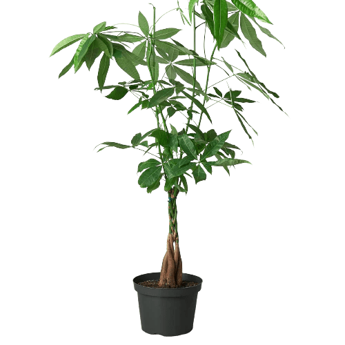Money Tree &