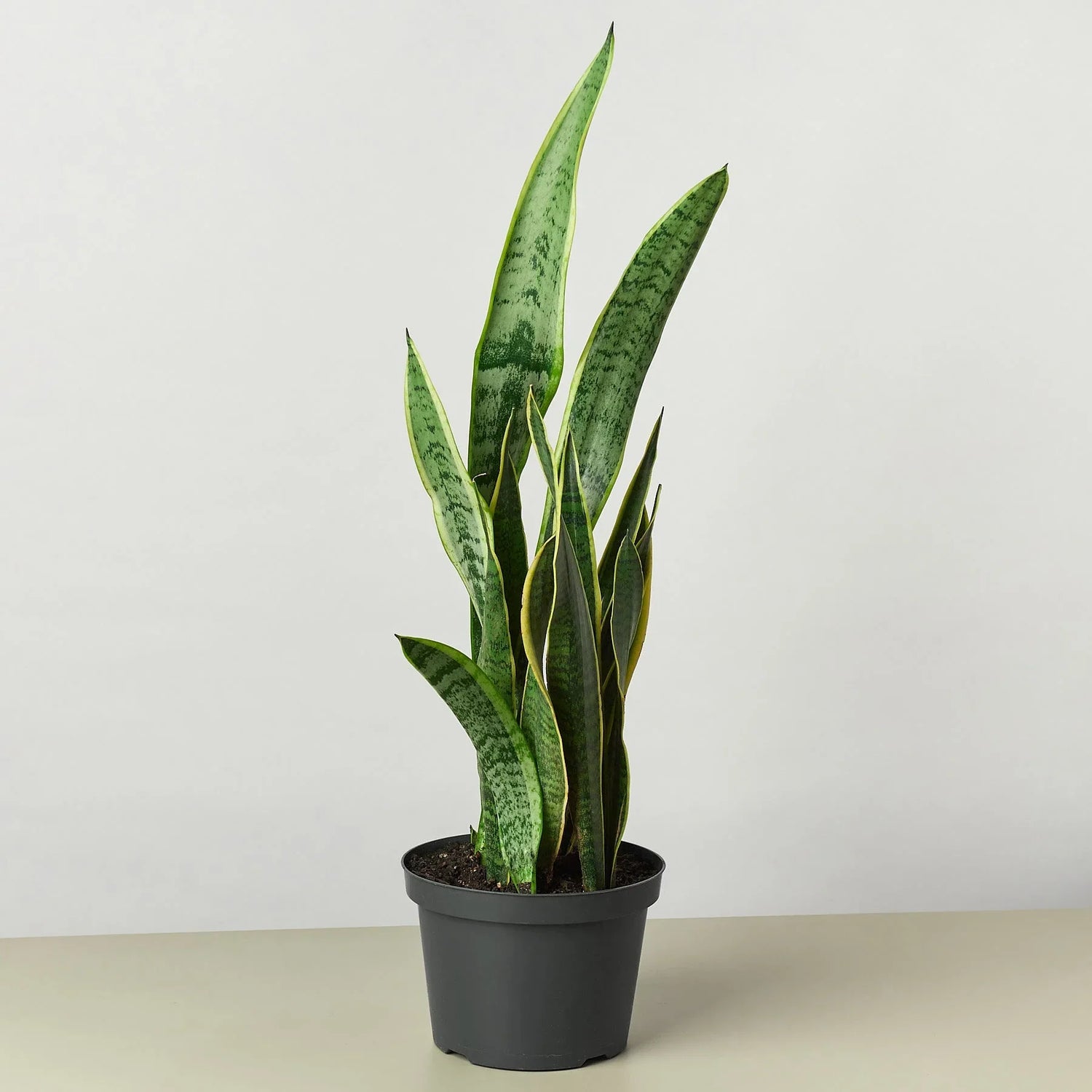 Snake Plant Laurentii - Ethereal Company4" Plant
