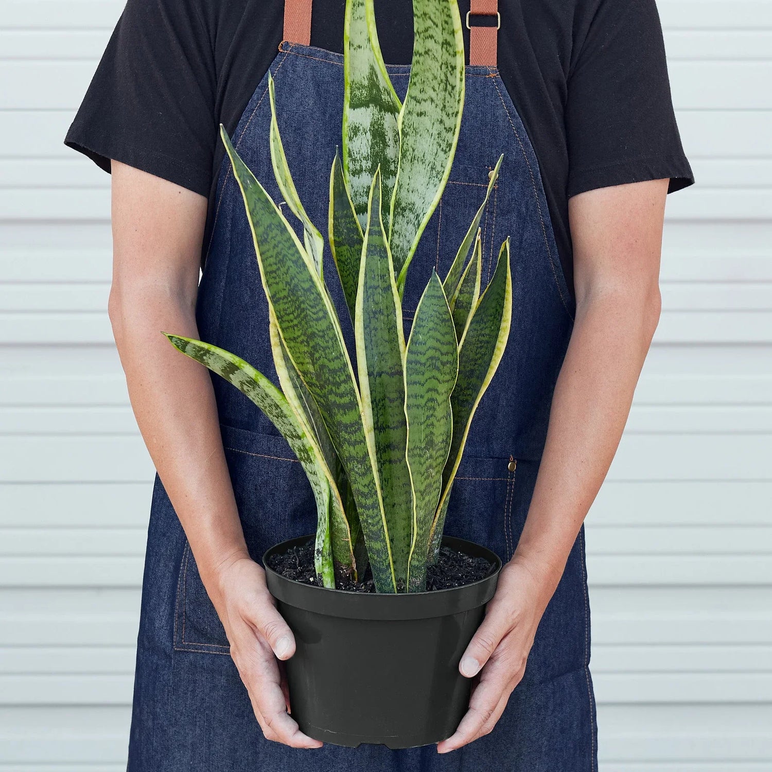 Snake Plant Laurentii - Ethereal Company4" Plant