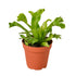 Bird’s Nest Leslie Fern - Ethereal Company
